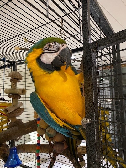 Elli